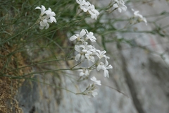 Cerastium grandiflorum