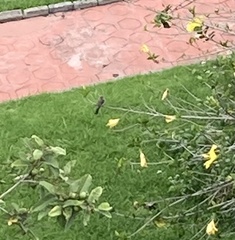 Pyrocephalus rubinus