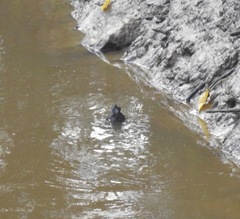 Macrochelys temminckii