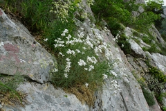 Cerastium grandiflorum
