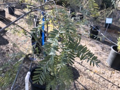 Eysenhardtia orthocarpa