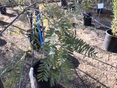 Eysenhardtia orthocarpa