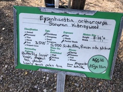 Eysenhardtia orthocarpa