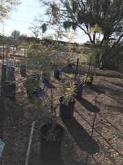 Eysenhardtia orthocarpa