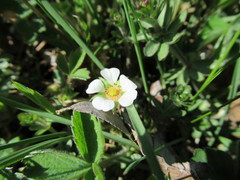 Potentilla sterilis