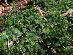 Plagiomnium rostratum