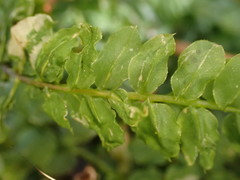 Plagiomnium rostratum