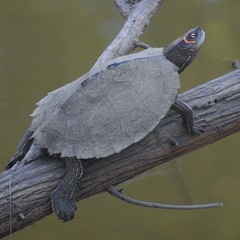 False Map Turtle photo 4