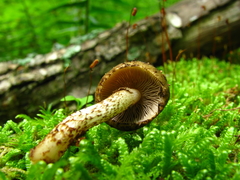 Psathyrella propinqua