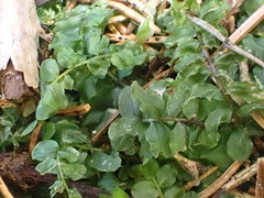 Plagiomnium rostratum