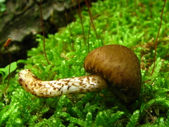 Psathyrella propinqua