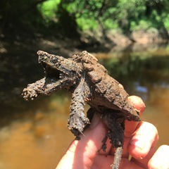 Macrochelys temminckii