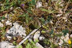 Medicago orbicularis