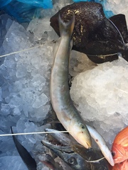 Malacanthus plumieri