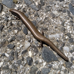 Chalcides bedriagai