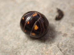 Glomeridae