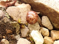 Glomeridae