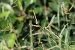 Urochloa serrata