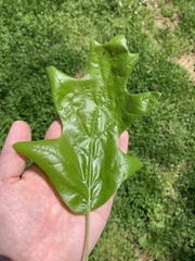 Quercus