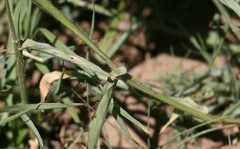 Urochloa serrata