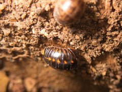 Glomeridae