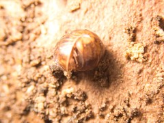Glomeridae