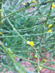 Senecio pubigerus