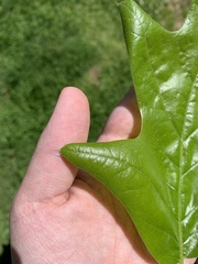 Quercus
