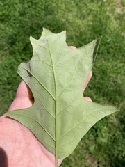 Quercus
