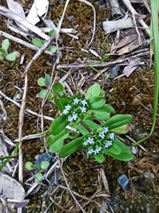Valerianella locusta