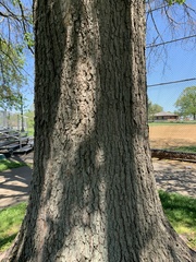 Quercus