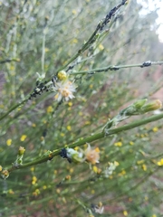 Senecio pubigerus