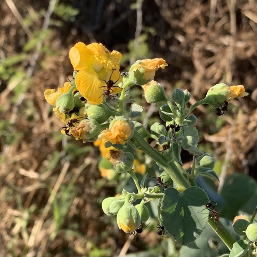 Abutilon angulatum var. angulatum image