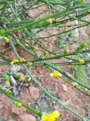 Senecio pubigerus
