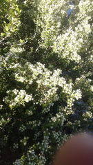 Phylica buxifolia