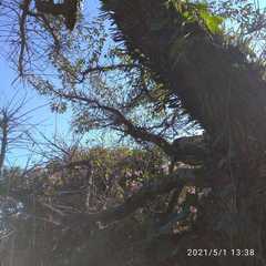 Microgramma mortoniana