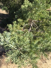 Podocarpus latifolius