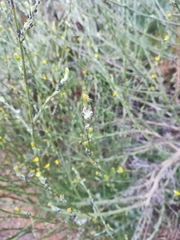 Senecio pubigerus