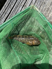 Chasmodes bosquianus