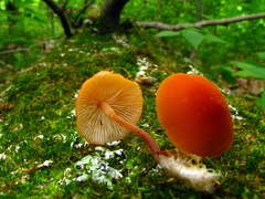 Marasmius sullivantii