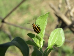 Lema bilineata