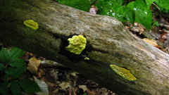 Trichoderma sulphureum