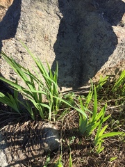 Chasmanthe aethiopica