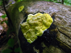 Trichoderma sulphureum