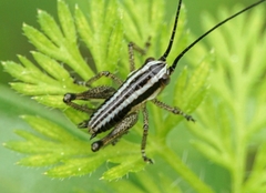 Pachytrachis striolatus