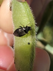 Irbisia californica