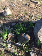 Chasmanthe aethiopica