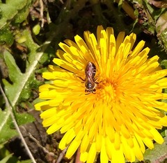 Halictus