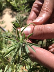 Irbisia californica