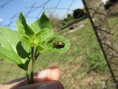 Lema bilineata